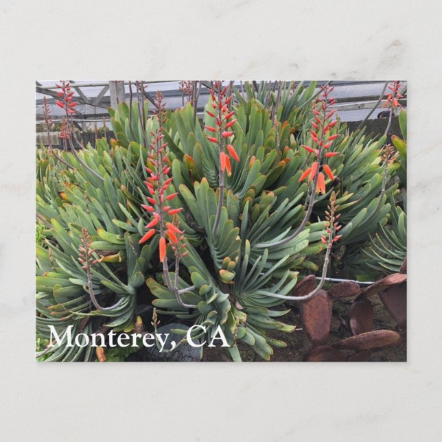 Carte postale Moneterey Fan Aloe Plicatilis (Devant)