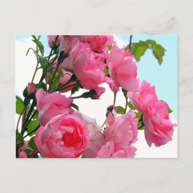 Carte Postale "Monet's Rose Garden" Postcard (Devant)