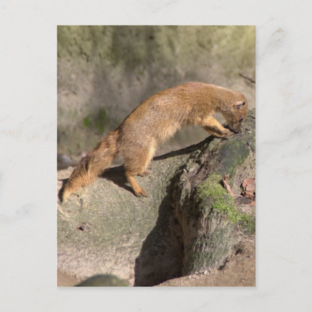 Carte Postale Mongogne jaune (Devant)