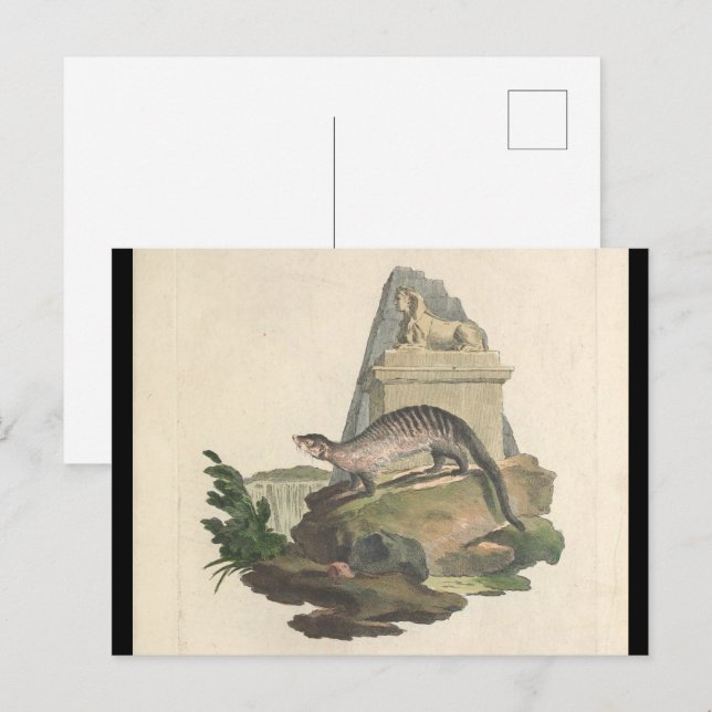 Carte postale Mongoose et Egyptian Sphinx (Devant / Derrière)