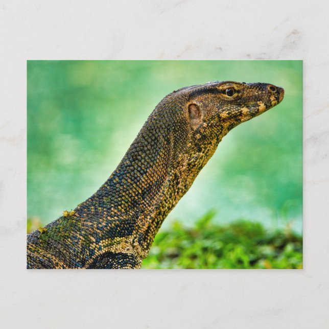 Carte Postale Moniteur Lizard (Devant)
