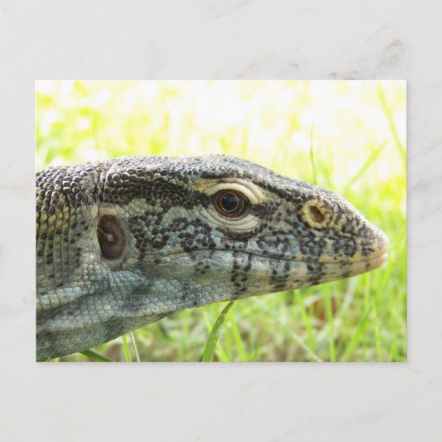 Carte Postale Moniteur Nile (Devant)