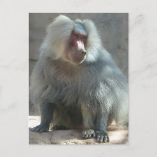 Carte Postale Monkey
