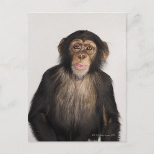 Carte Postale Monkey
