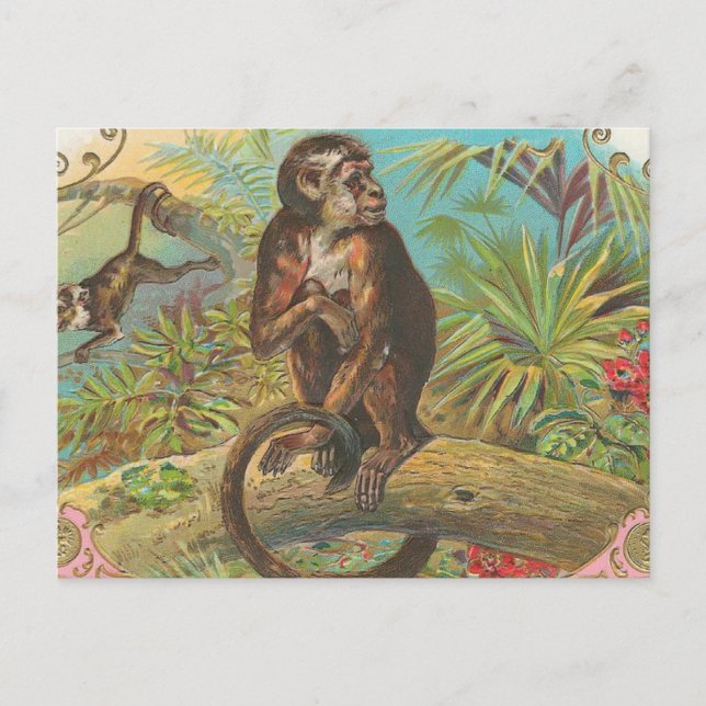 Carte Postale Monkey (Devant)