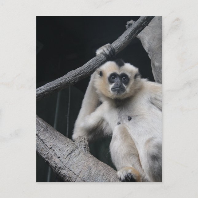 Carte Postale Monkey (Devant)