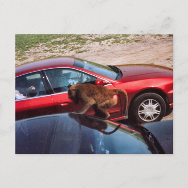 Carte Postale Monkey Business (Devant)