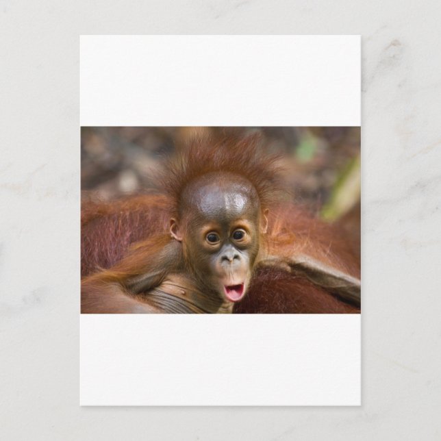 Carte Postale Monkey business 1 (Devant)