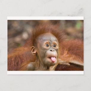 Carte Postale Monkey business 2