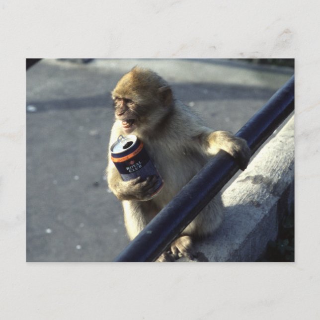 Carte Postale Monkey Drinking (Devant)