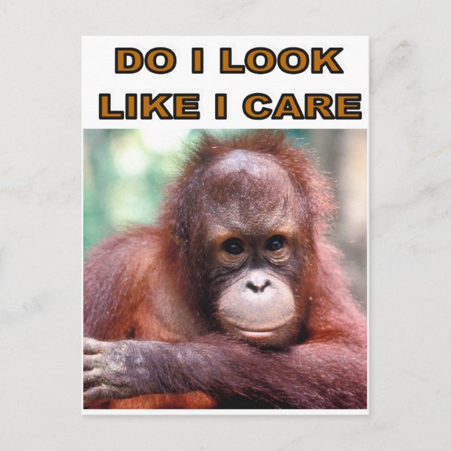 CARTE POSTALE MONKEY FUN (Devant)