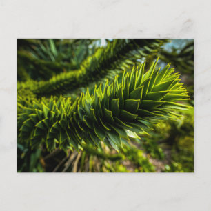 Carte Postale Monkey Puzzle Tree - Photographie d'arbre