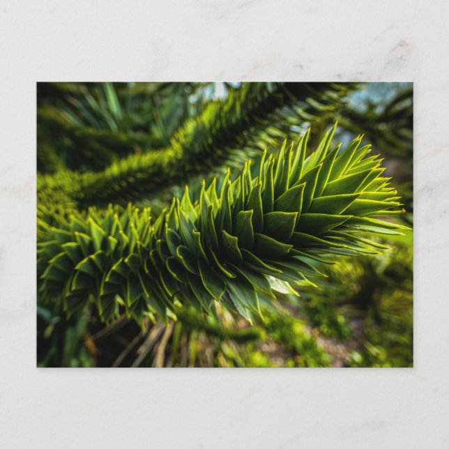 Carte Postale Monkey Puzzle Tree - Photographie d'arbre (Devant)