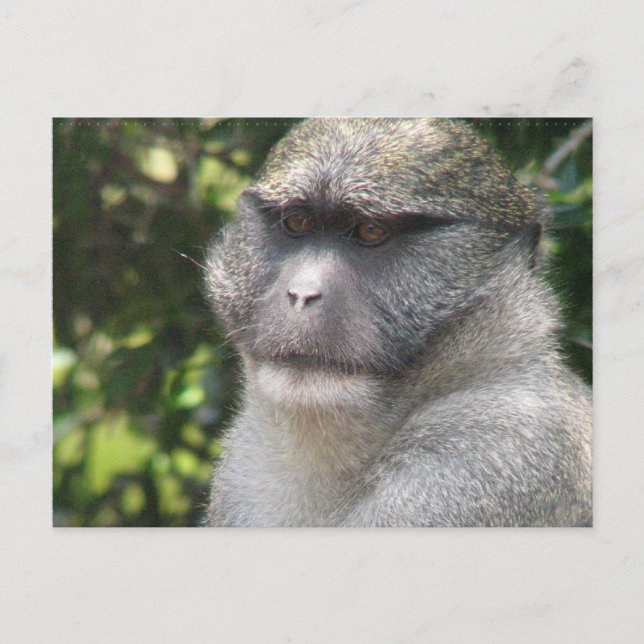 Carte postale Monkey See, Monkey Do (Devant)