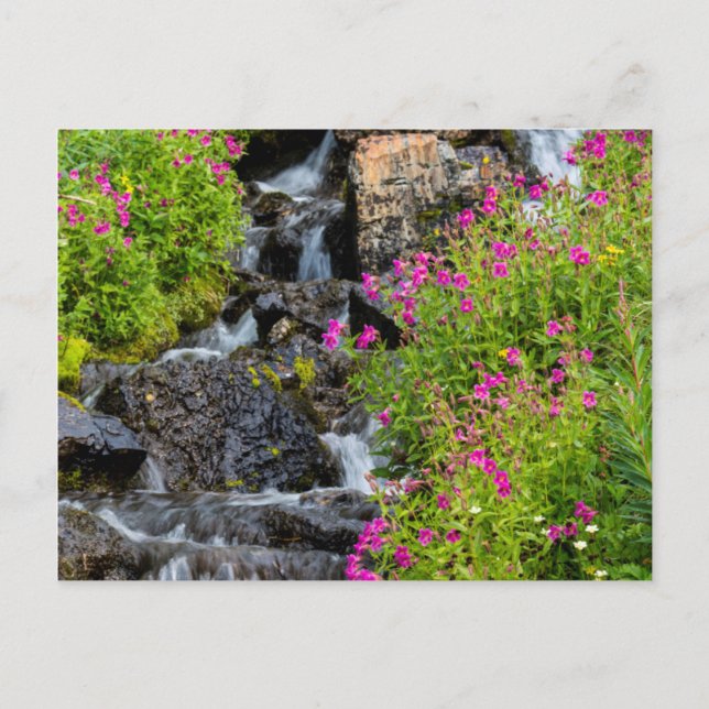 Carte Postale Monkeyflowers Along Lunch Creek In Glacier (Devant)