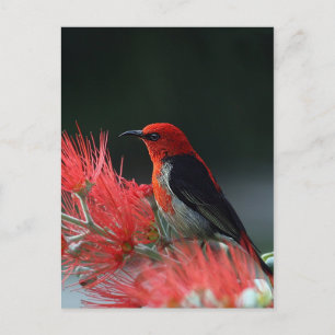 Carte Postale Monnaie de Scarlet