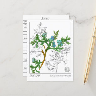 Carte Postale Monographie de Juniper Materia Medica Étude sur le