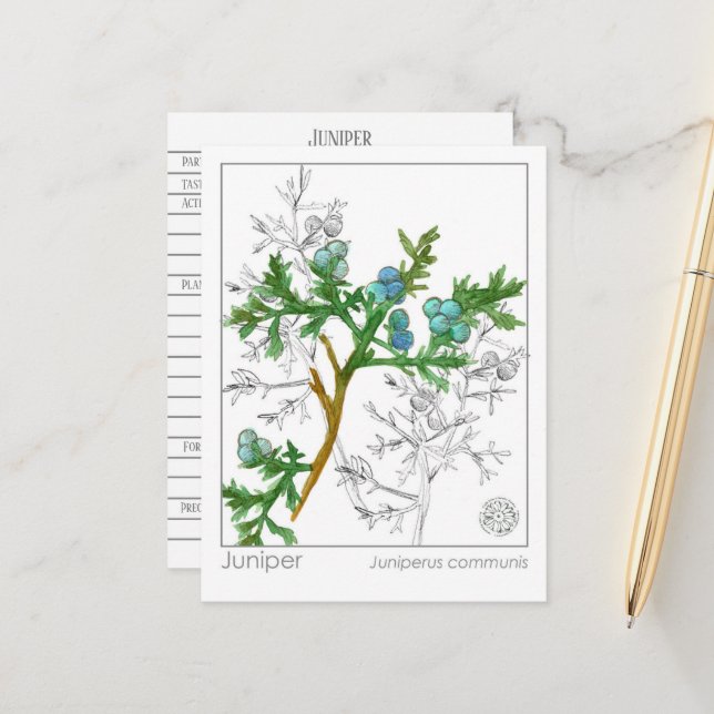 Carte Postale Monographie de Juniper Materia Medica Étude sur le (Devant/Arrière en situation)