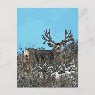 Carte Postale Monster mule deer buck