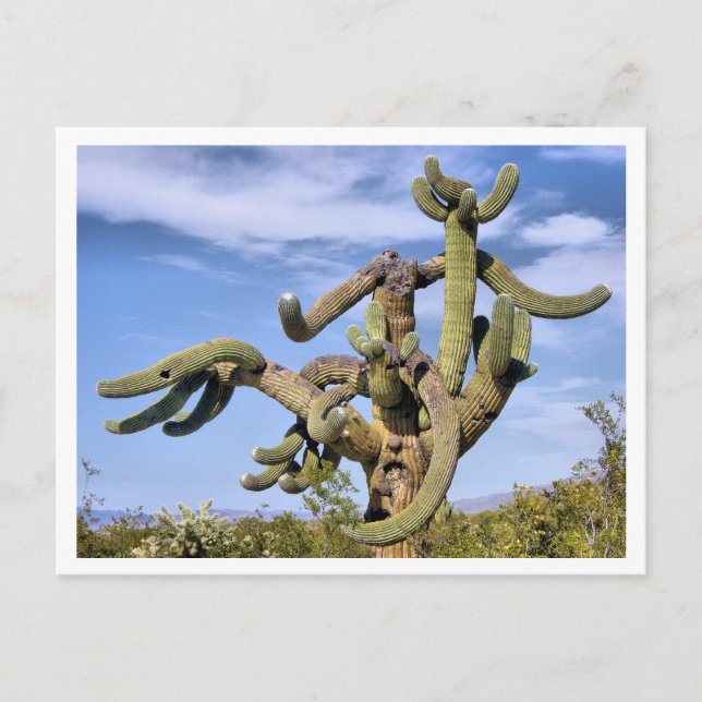 Carte Postale Monstre du Saguaro (Devant)