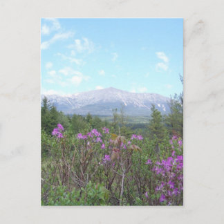 Carte Postale Mont Katahdin et fleurs sauvages