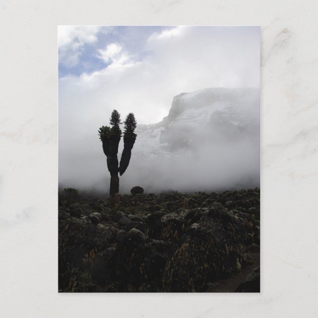 Carte Postale Mont Kilimandjaro (portrait) (Devant)