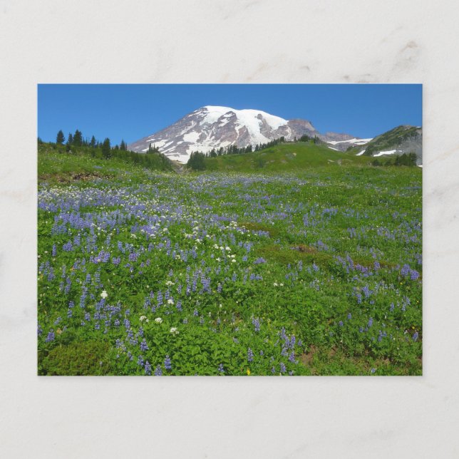 Carte Postale Mont Rainier avec des lupins violets (Devant)