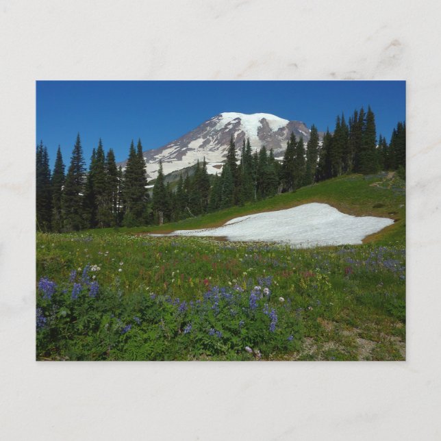 Carte Postale Mont Rainier, Fleurs sauvages et neige (Devant)