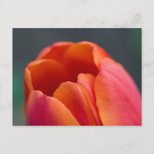 Carte Postale mont tulipe