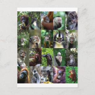 Carte Postale Montage de singe primate
