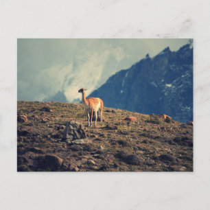 Carte Postale Montagne de Guanaco