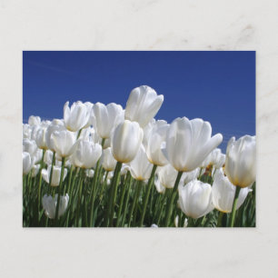 Carte Postale Montagne de tulipes blanches sur un ciel bleu