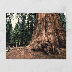 Carte Postale Montagne vivante