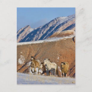 Carte Postale Montagnes de la Grande Corne, Chevaux courant