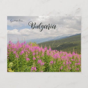 Carte Postale Montagnes de Rila et fleurs roses en Bulgarie