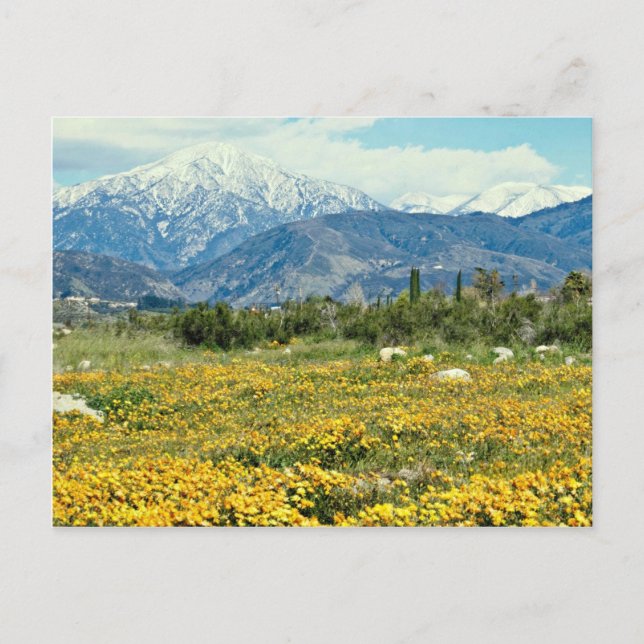Carte Postale Montagnes de San Bernardino, neige, fleurs  fleurs (Devant)
