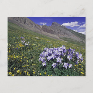 Carte Postale Montagnes et fleurs sauvages dans la prairie alpin