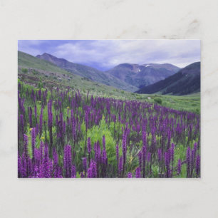 Carte Postale Montagnes et fleurs sauvages dans la prairie alpin