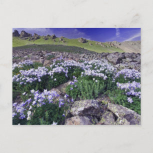 Carte Postale Montagnes et fleurs sauvages dans un pré alpin,