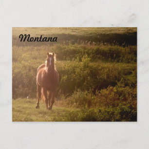 Carte postale Montana Horse