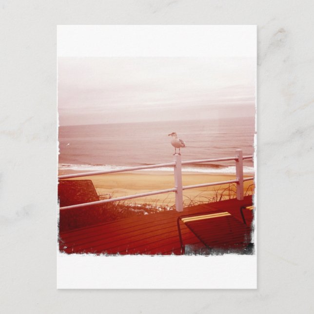 Carte Postale Montauk Seagull Love 3.0 (Devant)