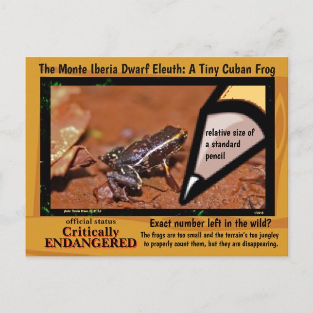 Carte Postale Monte Iberia Eleuth - une grenouille en voie de di (Devant)