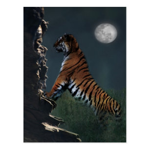 Cadeaux Joyeux Anniversaire De Tigre Zazzle Fr