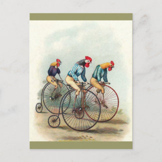 Carte Postale Monter des coqs