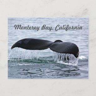 Carte Postale Monterey Bay Whale Tail Postcard