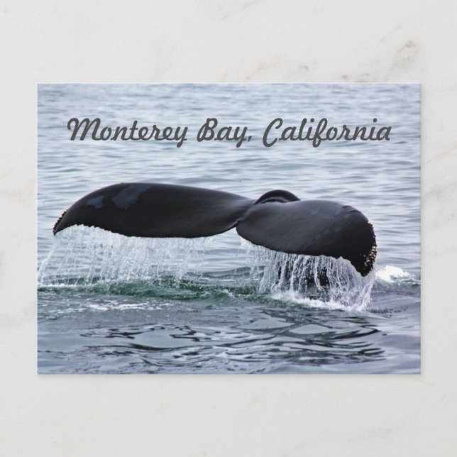 Carte Postale Monterey Bay Whale Tail Postcard (Devant)