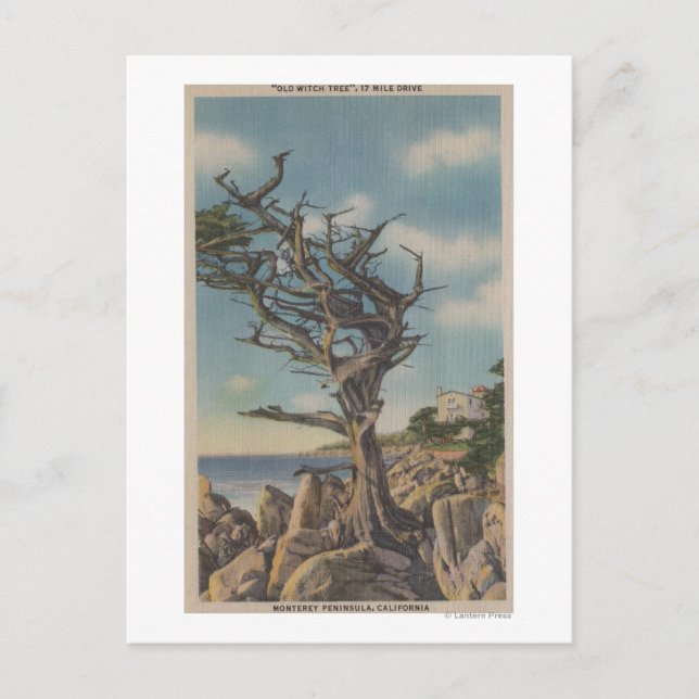 Carte Postale Monterey, CA - Old Witch Tree sur 17 Mile (Devant)