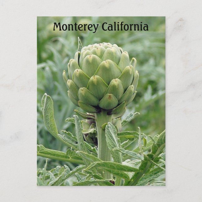Carte postale Monterey California Artichoke (Devant)