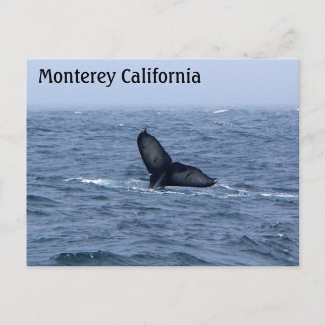 Carte postale Monterey California Whale Tail (Devant)