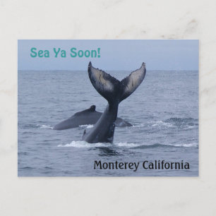 Carte postale Monterey California Whale Tail
